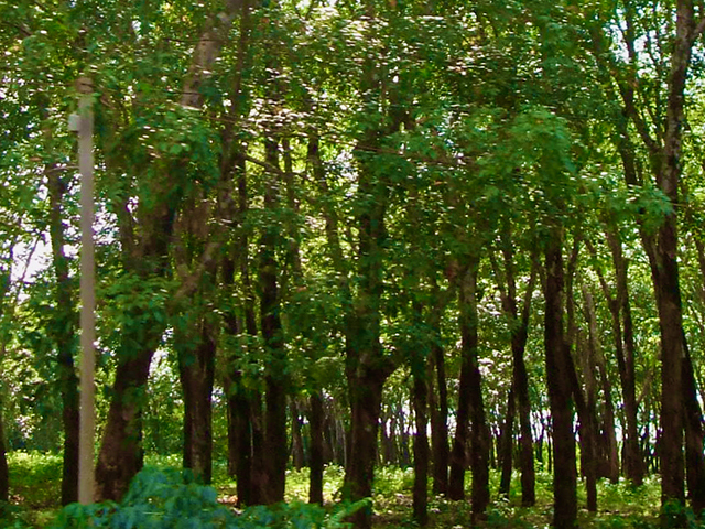 ヘビア　東南アジアの植林　エコ材